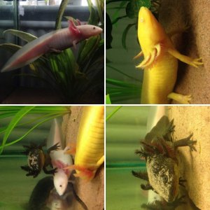 Jaws, Kabuto and Yoshi!