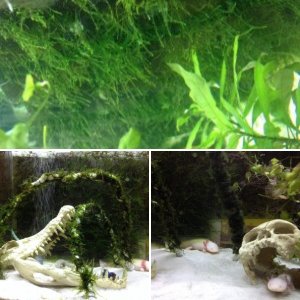 axolotl tank
