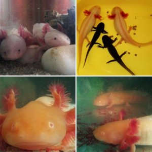 AxoLOTl