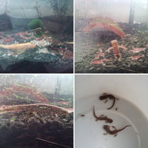 My animals