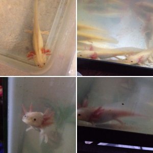 Axies