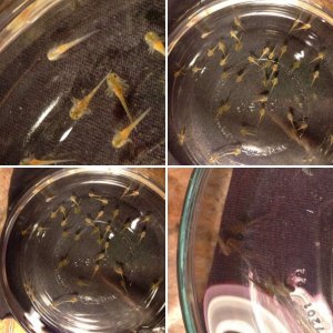 From Eggs