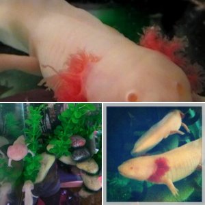My axolotls