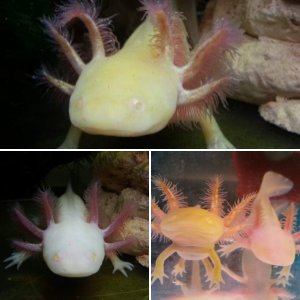 Bette's Axolotls: Luna & Solano