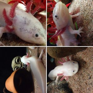 Axolotls