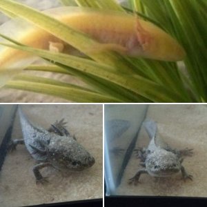 Juveniles
