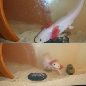 Little Lotl Tank