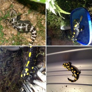 Salamanders