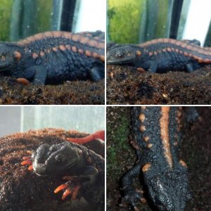 Kweichowensis Newts