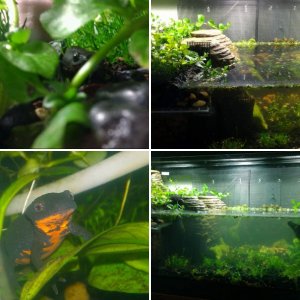 building a forest