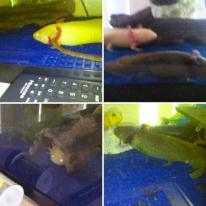 my beautiful axolotls albie and drayla
