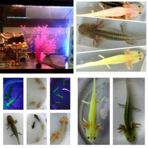 bby axolotls