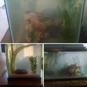 Axolotl Tank