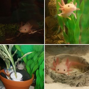 Axolotls