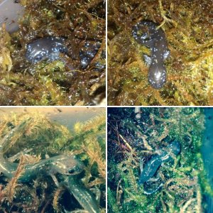 Ambystoma laterale
