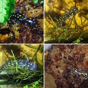 Ambystoma maculatum