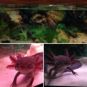 My first axolotl!