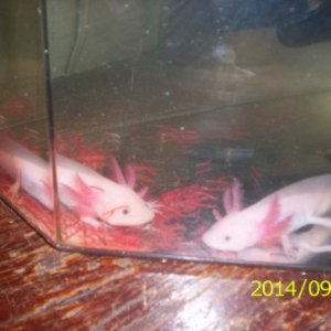 Axolotls