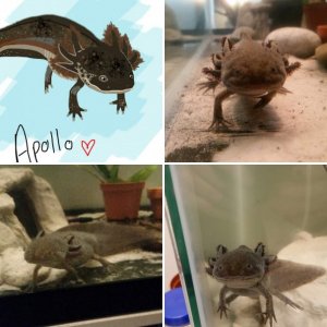 Apollo