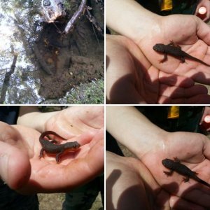 Salamander and newt adventures