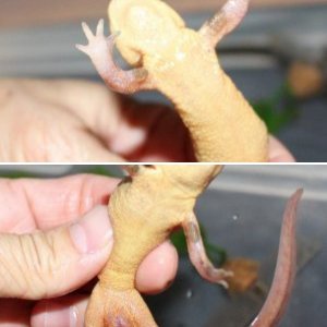 Ribbed Newts