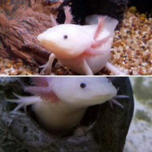 Poquita _ AXOLOTL