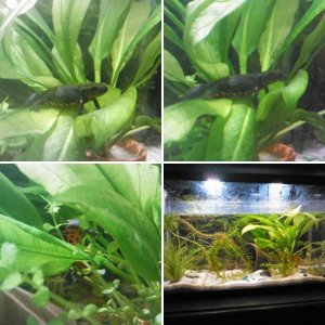 H. orientalis
