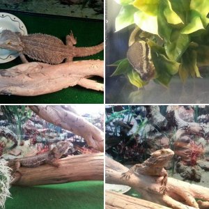 My cold blooded friends