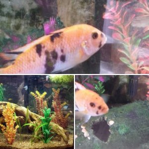 My freshwater fish