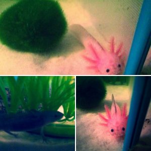 Axies