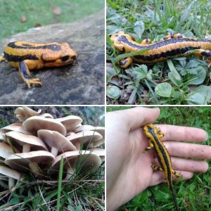 Herping November 2014