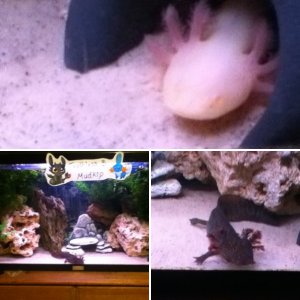 My axolotls and their home!