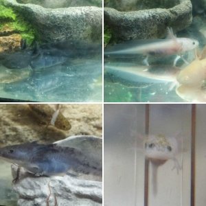 luecistic x gold hatchlings