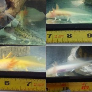 gold x melanoid hatchlings