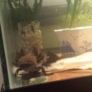 mudkippy
