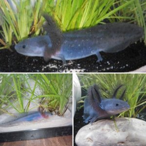 Axolotl