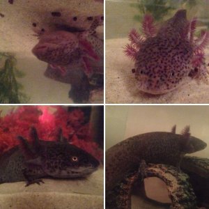 Axolotls :)