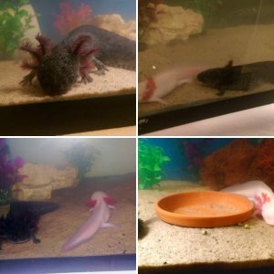 Axolotl