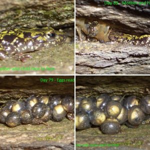 Green Salamander Egg Development