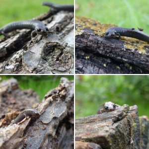 CA Slender Salamanders