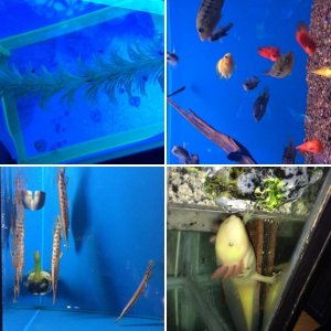 Alex,s Axolotls,