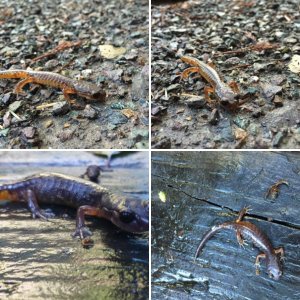 Ensatina Salamanders
