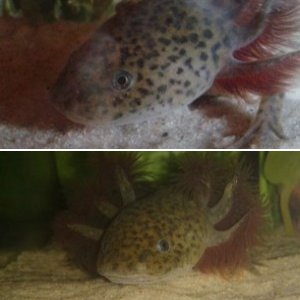 Keiko the axie