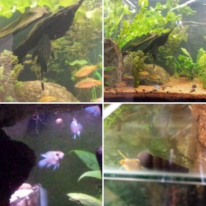 Fish Tanks