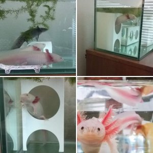 My Axolotls