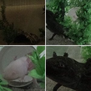 My Axolotls :)