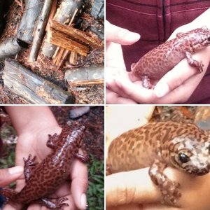 Dicamptodon