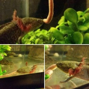 Wild type axolotls