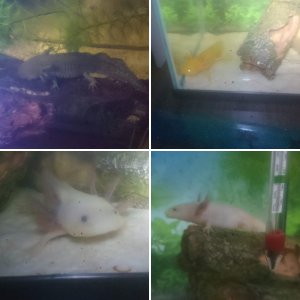 my axies