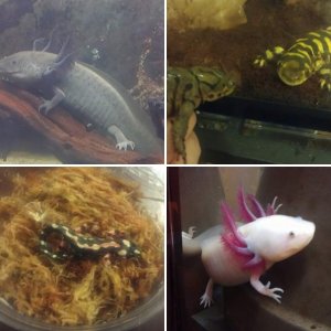 My Salamander Collection